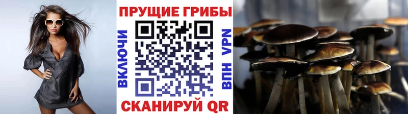 где купить   Демидов  Псилоцибиновые грибы Magic Shrooms 
